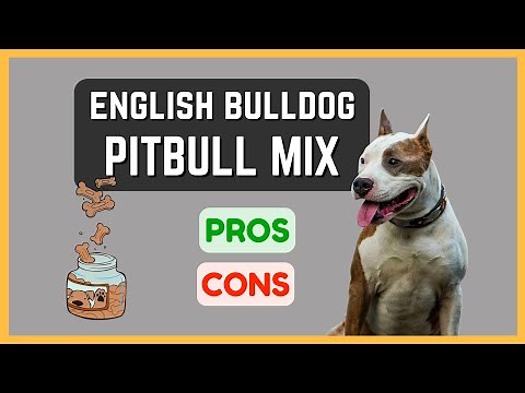 English Bulldog Pitbull Mix: Affectionate and Loyal! Pros & Cons!