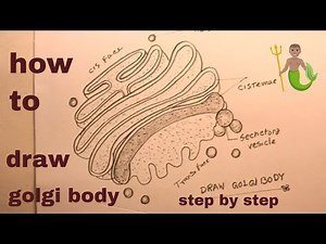 How TO Draw golgi body step by step/golgi body drawing