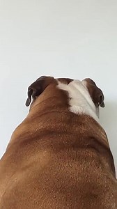 Bulldog get mad 🥲 #bulldog #englishbulldog #trending #dog #doglover | Dog Diaries