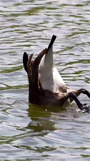 Up-ending for breakfast. Watching this Canada Goose work the pond bed to reach the good stuff.