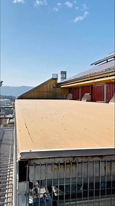 60K views · 1K reactions | Come from training with flock #reelsvideoシ #racingpigeons #HolidaySafety | Medul's Pigeon | Facebook