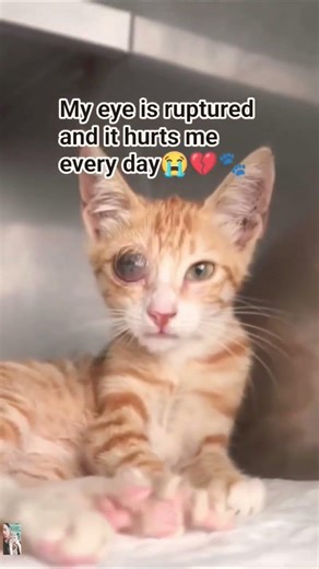 Cat Eye Injury: Understanding the Pain and Finding Help.#CatCare #EyeInjury #PetHealth#meow #catcare