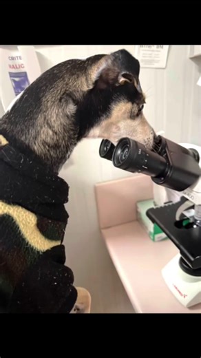 Beans at VCA All Pets Salinas is going to show you how it's done, done, done! | VCA Animal Hospitals