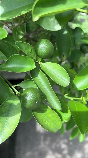 Citrus Facts | #education