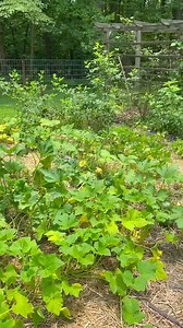 1.8K views · 53 reactions | The Scalar Generating ElectroCulture Pyramid has been a huge success!!! Best garden yet!!! We will definitely be applying more of these concepts in the garden in the future! All devices shown here are available in my online store. | OmniCore Tech | Facebook