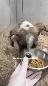 SIMONE AND 2 PUPPIES UPDATE 🙏🥺 Mother Simone and one of her puppies are at a foster home receiving treatments and medicated baths for their skin issues. They are also still being treated for their anemia. Both are eating very well and are beginning to put on weight. 🙏 Unfortunately, the other puppy started having diarrhea and was not eating anything at all and is now hospitalized again. The doctors are running new tests, so we will have more insight soon as to what is going on with this littl