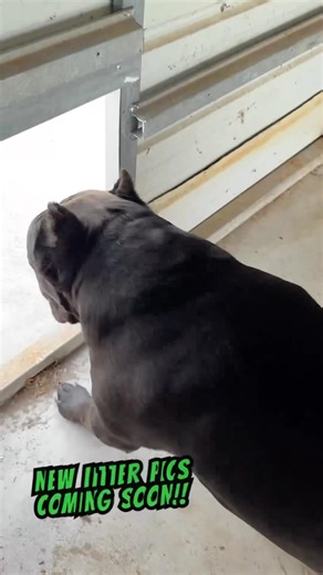 Cane Corso 2 Dog Kennel. Almost Done🙏🏿 #canecorso #doglife #dogkennel