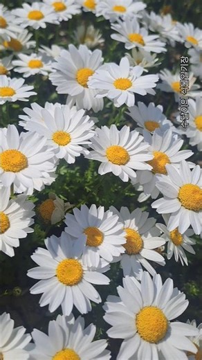 키작은 하얀 데이지 스노우랜드 #chrysanthemum 'snowland'