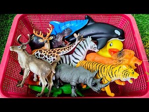 Wild Zoo Animals for Kids | Fun Learning and Discovery