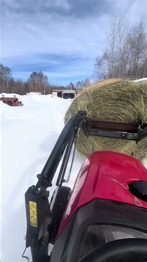 Yanmar 424 putting hay in the barn #yanmar #hay #yard