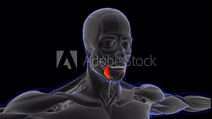 Depressor Anguli Oris Muscle Anatomy For Medical Concept Loopable 3D Illustration