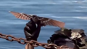 China deploys real bird-like spy drones as part of Pigeon Program