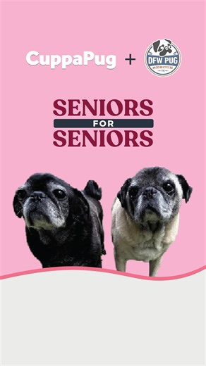 Earlier this week we hosted our very first Seniors for Seniors Day at @cuppapug 🐾🩷 Our senior pugs and senior friends spent the day together cuddling, snacking, and soaking up all the love. Featuring senior adoptables: 🐾 Einstein 🐾 Wendell 🐾 Miss Ellie & Mr Pugsley And Hospice Friends: 🐾 Buddy & Beau Know a senior or senior community that would love a pug-filled field trip? Reach out to bertha@dfwpugs.com to join the next one! #seniorpugs #AdoptASeniorDogMonth #seniorday #snacks #CuppaPug 