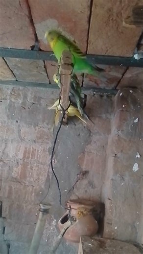 Amazing Australian Parrots You Must See #AustralianParrots #ParrotLovers #Nature #ViralAnimalsBirds