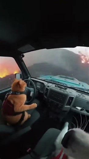 Cat Locked In. Dog Absolutely Not