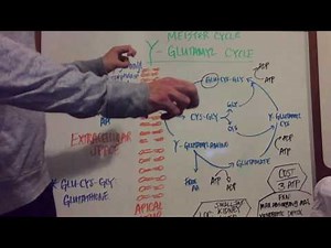 Gamma Glutamyl Pathway: Explained