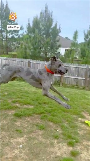 Unbelievable Dog Fails - Best At Last - 😶​🦴​ VOL - 78