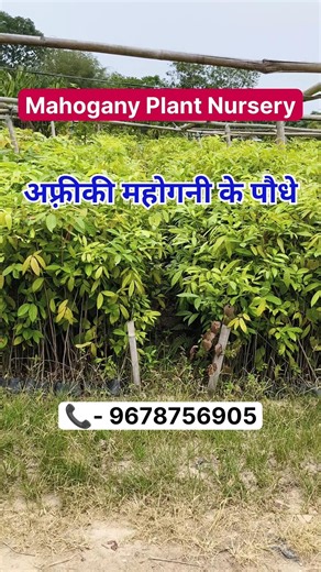 African Mahogany Plant | Future Investment Tree 🌳