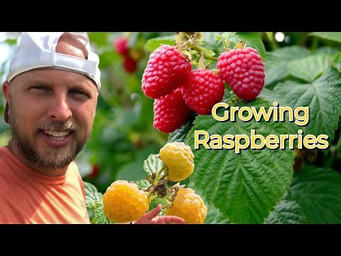 How to Grow Raspberries - Guide to Fall Gold Raspberry Glencoe Raspberry Caroline Raspberry