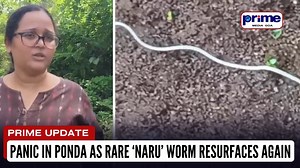 218K views · 1K reactions | Panic in Ponda as Rare ‘Naru’ Worm Resurfaces Again #Ponda #GoaHealthAlert #GuineaWorm #NaruWorm #PublicHealth #PondaNews #GoaUpdates #HealthAwareness #CleanWater #Nagzar | PRIME TV GOA | Facebook