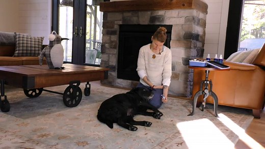 Danger! Not All Essential Oils Are Safe For Your Dog