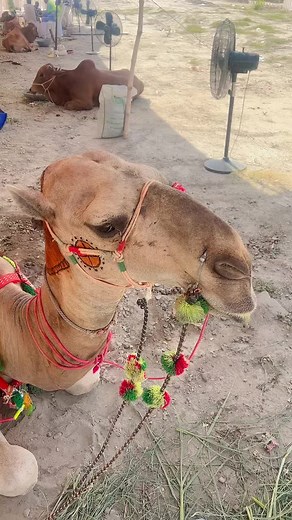 Hilarious Camel Video - Farm Animals, Animals, Nature