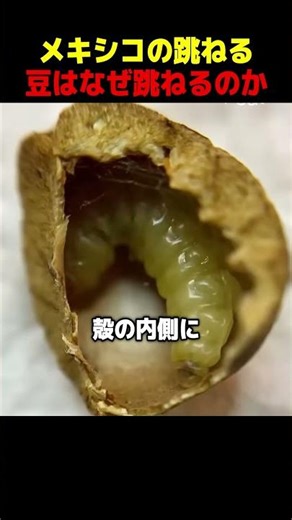 Why do Mexican jumping beans jump?