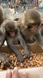 monkey really happy to get box of peanuts #feedinganimal | Feeding Animal