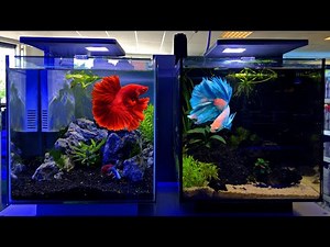 Betta Tank Setup Ideas - Betta Fish Tank Setup