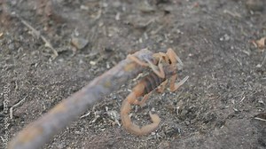 Indian red scorpion. It is considered to be the most lethal scorpion in the world. It's other names eastern Indian scorpion, aHottentotta tamulus and Indian Red Tail Scorpion.