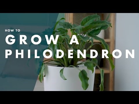 How To Grow And Care For A Philodendron - Bunnings Warehouse