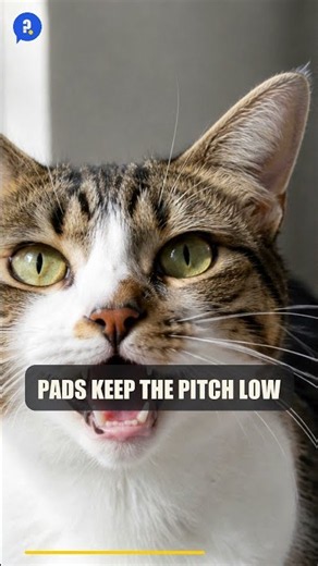 Why Do Cats Purr?