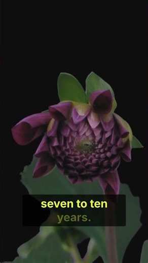 🌺 The Titan Arum: A Fascinating Flower 🤯 | The Giant "Corpse Flower" Explained
