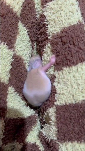 Thỏ con 🐰 thỏ thỏ ~ thỏ thỏ ~