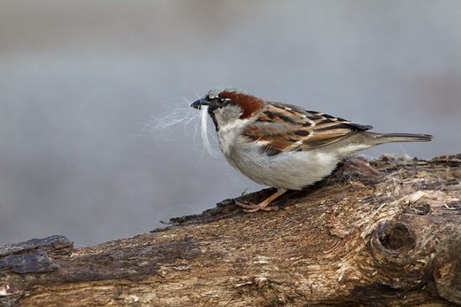 House sparrow guide: species facts, how to identify, and how to put up a nestbox for them - Discover Wildlife