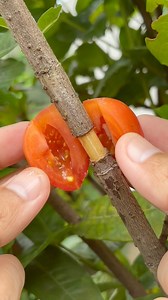 306K views · 871 reactions | Experimental study of unique aerial grafting method for tomatoes. #aerial #grafting #tomato #gardening | Cha Garden | Facebook
