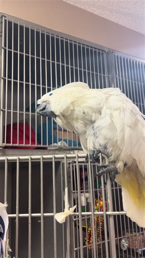Cumulus the Cockatoo: A Characterful Bird Journey