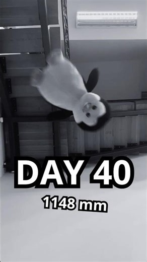 1148mm DROP! 🐧 Peter The Flying Penguin Day 40 (1k Subs!)