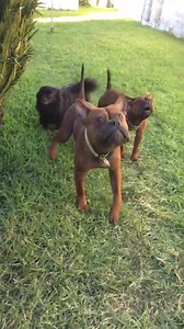 10K views · 66 reactions | CHINESE CHONGQING DOGs From  #Portugal CCD- Chinese Chongqing Dog YouTube Channel :https://m.youtube.com/channel/UCwPVYboqkupL-MmT6zjlJWA?view_as=subscriber | Dogs In The World | Facebook