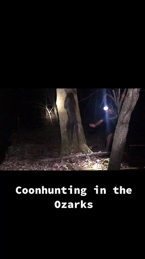 Jedi the Plott Hound Treeing a Coon in Ozarks