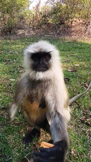 “Monkey Reaction to Biscuit 🐒🍪 Must Watch!”