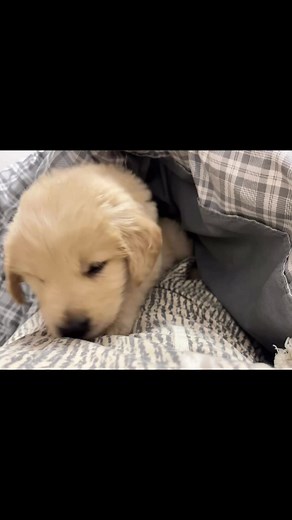 2.1K views · 133 reactions | He fell asleep 凉 #goldenretrieverlovers #goldenretrieverpuppy #goldenretrieverlife #goldenretrieverworld #goldenretriever #dog #reelsviralシ #virals #goldendoodlesofinstagram #goldenretrieversworld #dogsofinstagram #goldensofinstagram | Golden Retriever | Facebook