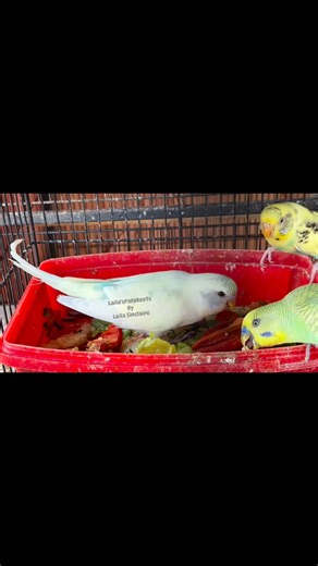 14 reactions | Salad party | Laila's Parakeets | Facebook