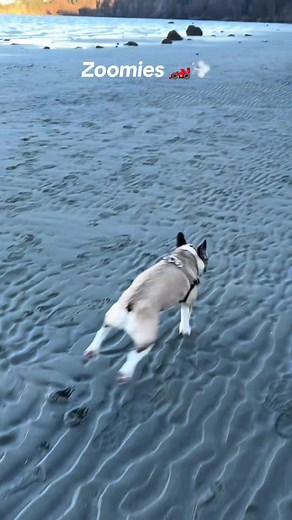 Speedy French Bulldog Zoomies Race