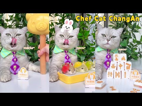 Chef Cat's Best Food Collection To Relax You All Day~🥳🍧 | Cat Cooking Food | Cute And Funny Cat