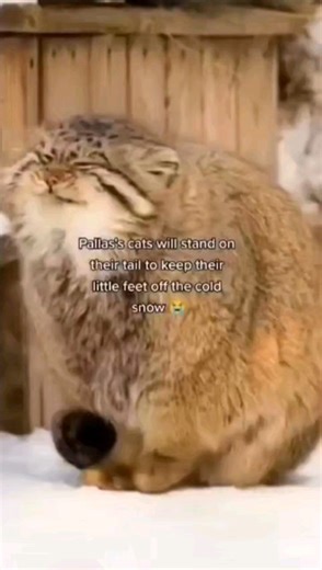 7.4M views · 34K reactions | The Pallas's cat (Otocolobus manul),...