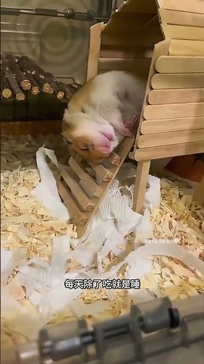 為什麼都說倉鼠的智商相當於一根成年的香蕉？#動物解說#倉鼠 #動物科普#奇妙的動物