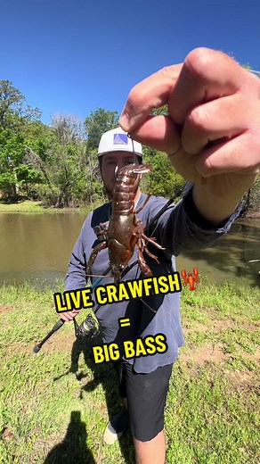 Using Live Crawfish as Bait for Big Bass