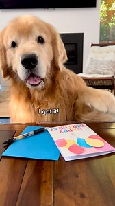 ✨ Happy Birthday, Chase! ✨ We can’t believe how quickly you’ve grown (still looking for that paws button.. how are you already 3?? 😭). You make us laugh with your adorable habits, and your daily cuddles keep our beds and our hearts warm. 💛 We love you so much, bubba!! **Note, we had every intention of making a new post for today (this one is from last year), but it’s been a very physically and emotionally taxing week between a toddler virus, newborn life, and keeping a pulse on our home and fr