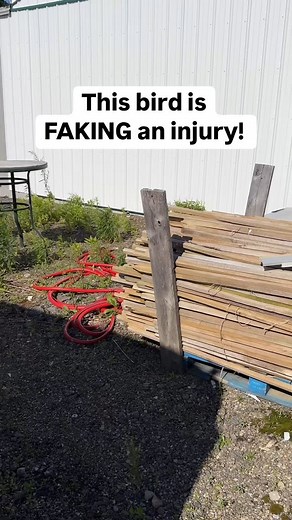 This Killdeer bird is pretending to be hurt! Killdeer birds are known for their impressive ability to fake injuries, specifically a broken wing, to distract predators and protect their nests. This behavior, called a distraction display, is used when a predator approaches their nest which is often on the ground and not well protected. It’s always amazing to see the different adaptations these animals develop over time! • • • #bird #killdeer #killdeerbird #animaleducation #birdnest | Fishlikemike